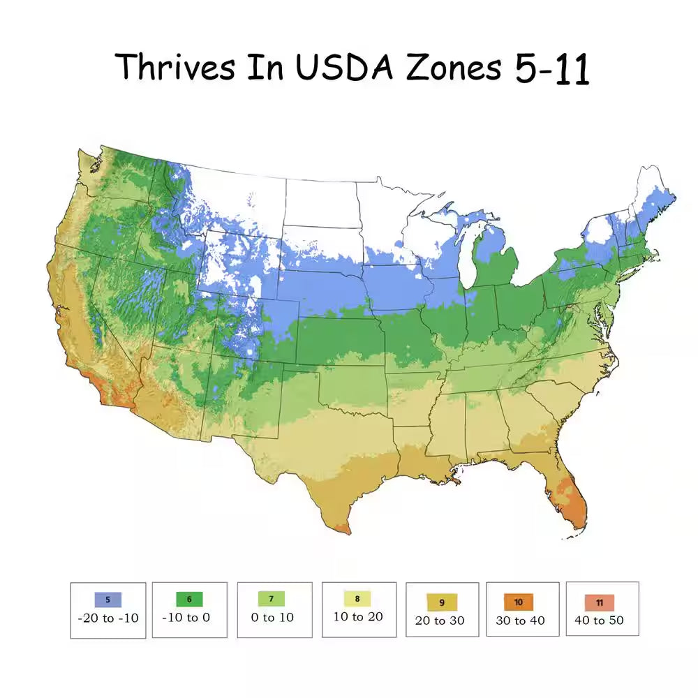 1 Gal. Red Double  Rose Bush with Red Flowers