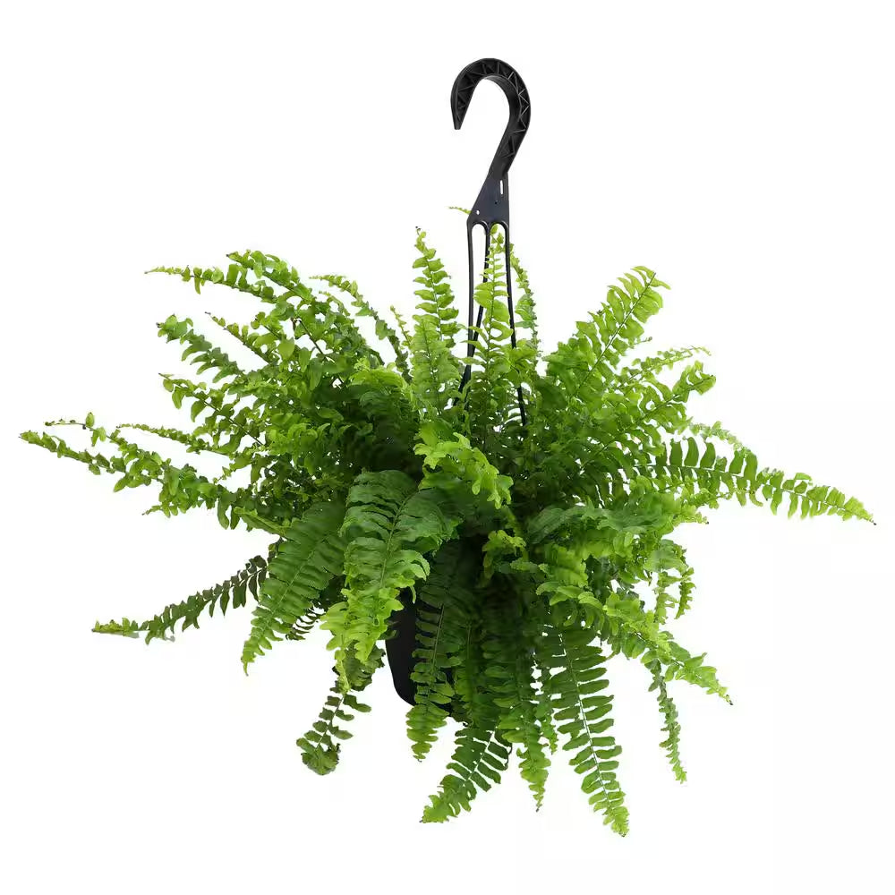 6 In. Boston Fern Plant in Hanging Basket (Nephrolepis Exaltata)