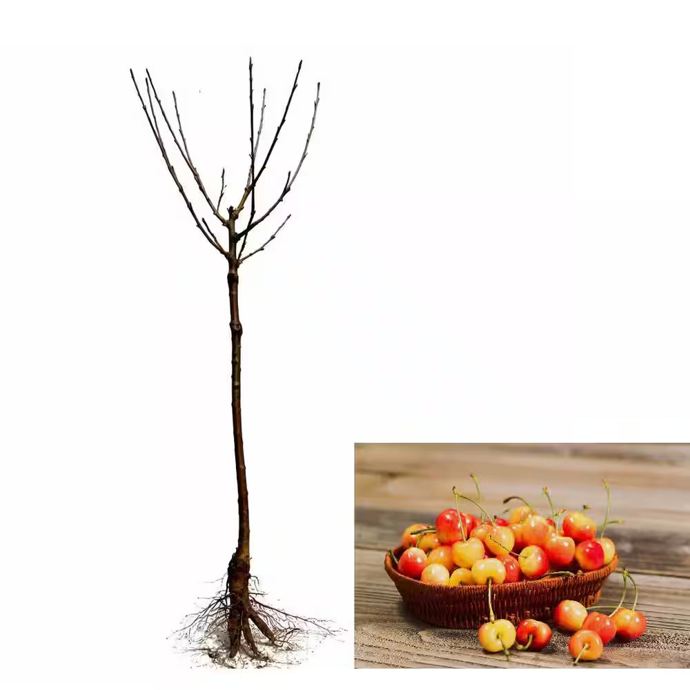 3 Ft. Rainier Cherry Tree with Blonde-Yellow Sweet Fruit