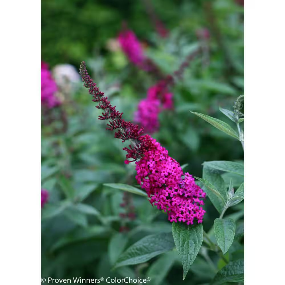 4.5 In. Qt. Miss Molly Butterfly Bush (Buddleia) Live Shrub, Deep Pink Flowers