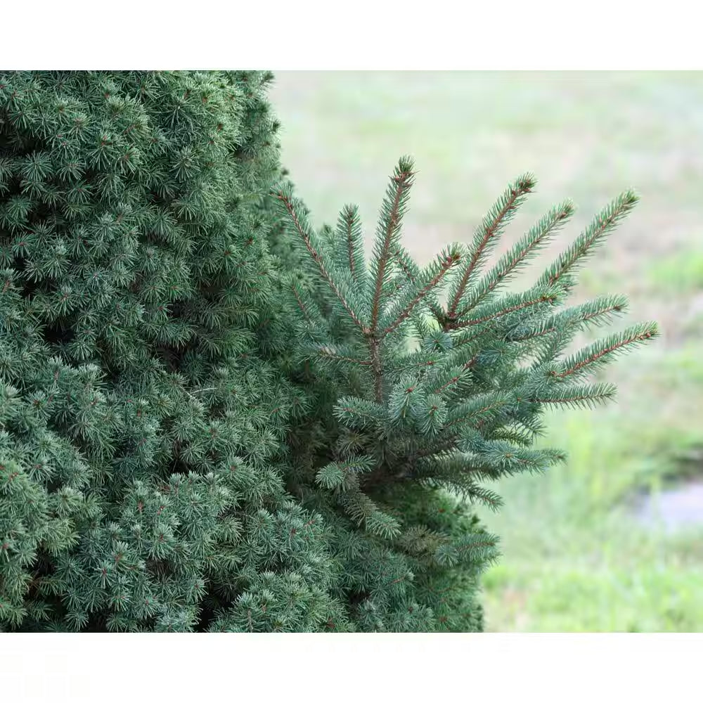 1 Gal. Dwarf Alberta Spruce Shrub Aromatic and Soft Evergreen Foliage, Almost No Maintenance Required