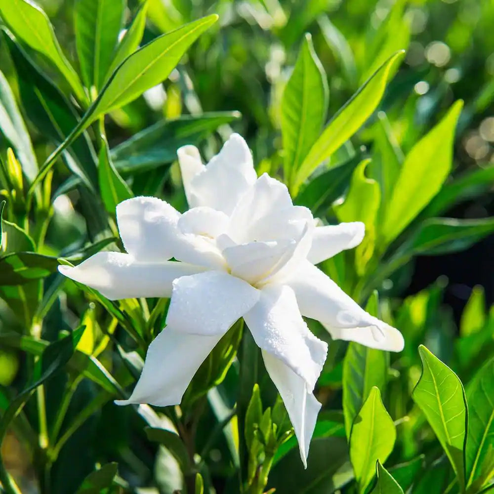 Frostproof Gardenia Plant in 1 Gal. Grower'S Pot, Fragrant White Flowers