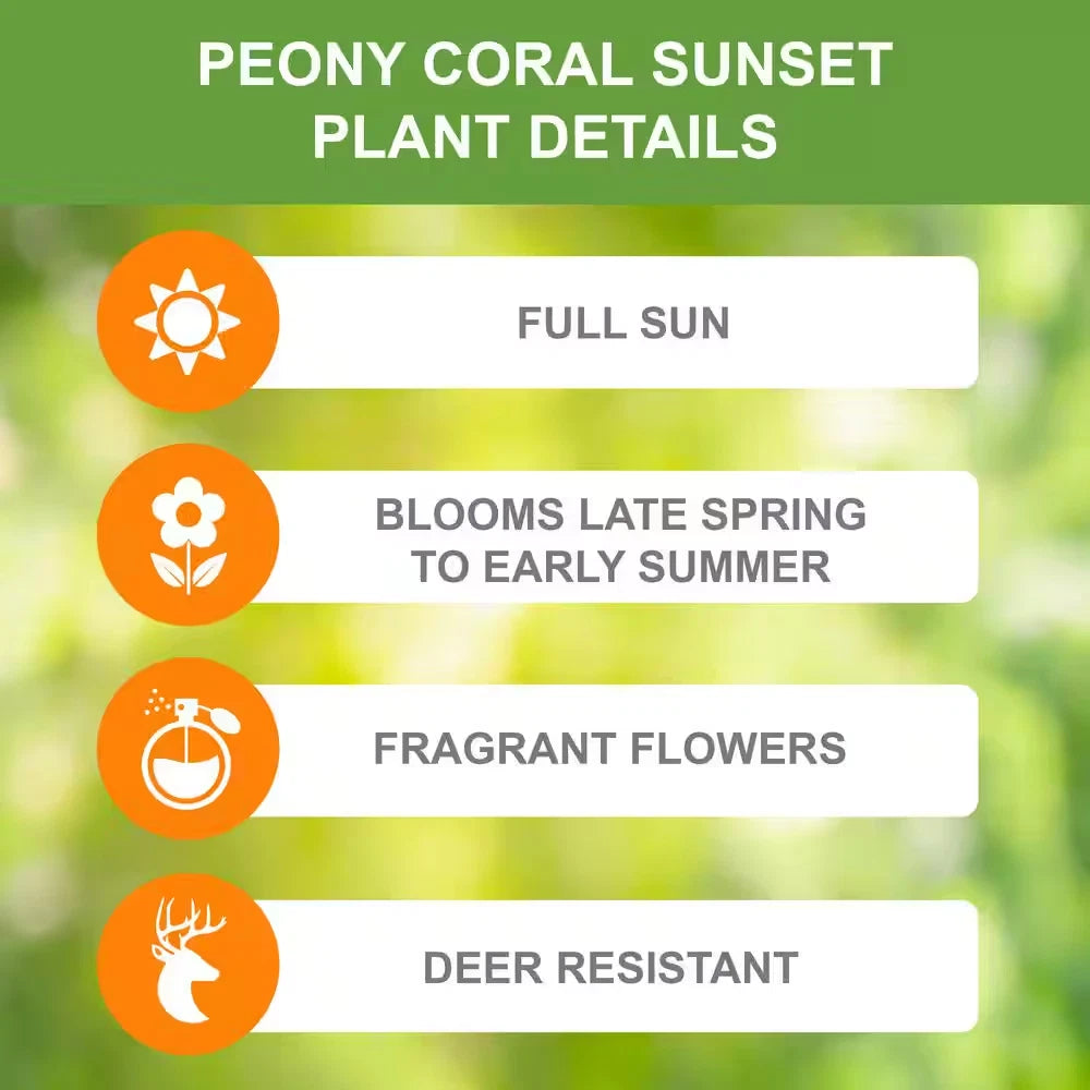 2/3 Eyes, Coral Sunset Peony Flower Bulbs Bare Roots (Bag of 3)