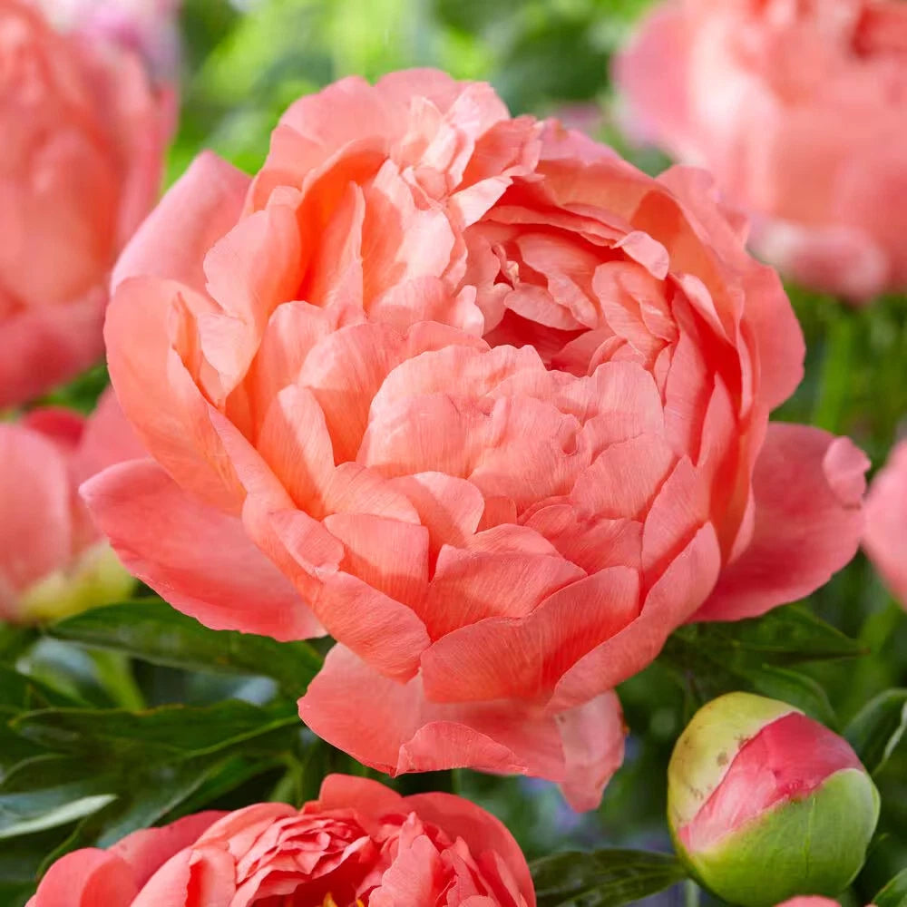 2/3 Eyes, Coral Sunset Peony Flower Bulbs Bare Roots (Bag of 3)